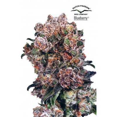 odmiana Blueberry